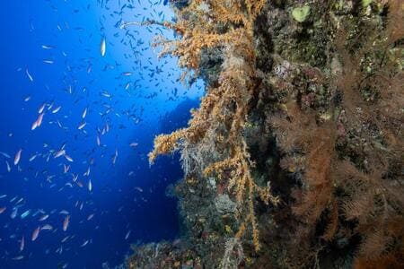 buceo en tenerife arrecifes coralinos