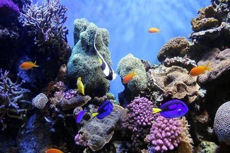 buceo en tenerife arrecifes